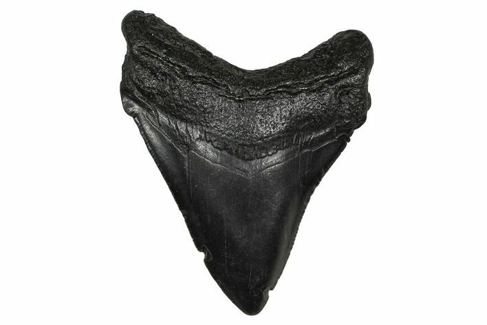 Serrated, Fossil Megalodon Tooth - South Carolina #374805
